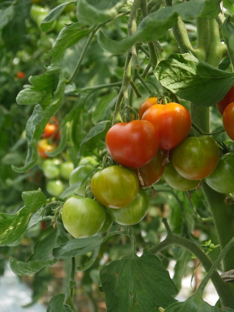 野菜セット[単発]：Lサイズ – 久松農園オンラインショップ